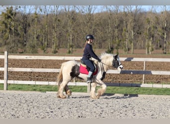 Tinker, Klacz, 4 lat, 130 cm, Srokata