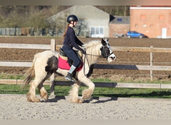 Tinker, Klacz, 4 lat, 130 cm, Srokata