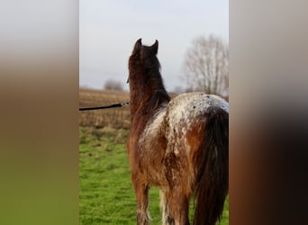 Tinker, Klacz, 4 lat, 130 cm, Tobiano wszelkich maści