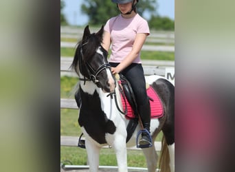 Tinker, Klacz, 4 lat, 132 cm, Srokata