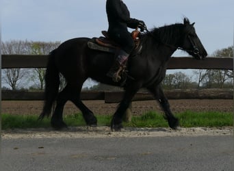 Tinker, Klacz, 4 lat, 138 cm, Kara