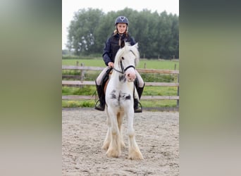 Tinker, Klacz, 4 lat, 138 cm, Karodereszowata