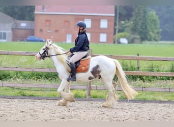 Tinker, Klacz, 4 lat, 138 cm, Karodereszowata