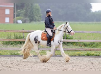 Tinker, Klacz, 4 lat, 138 cm, Karodereszowata