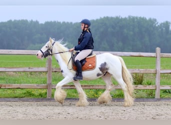 Tinker, Klacz, 4 lat, 138 cm, Karodereszowata