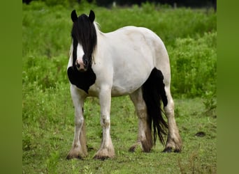 Tinker, Klacz, 4 lat, 142 cm, Tobiano wszelkich maści