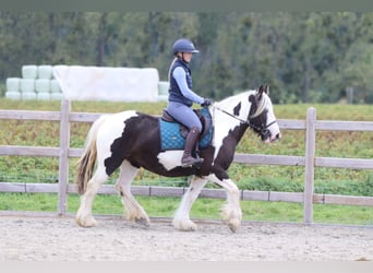 Tinker, Klacz, 4 lat, 144 cm, Srokata