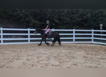 Tinker, Klacz, 4 lat, 146 cm, Ciemnogniada