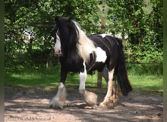 Tinker, Klacz, 4 lat, 148 cm, Tobiano wszelkich maści