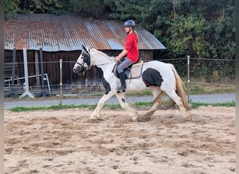 Tinker, Klacz, 4 lat, 151 cm, Srokata