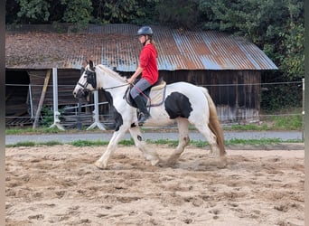 Tinker, Klacz, 4 lat, 151 cm, Srokata