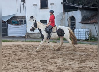 Tinker, Klacz, 4 lat, 151 cm, Srokata