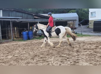 Tinker, Klacz, 4 lat, 151 cm, Srokata