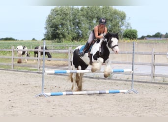 Tinker, Klacz, 4 lat, 151 cm, Srokata