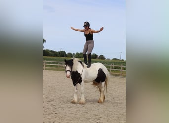 Tinker, Klacz, 4 lat, 151 cm, Srokata