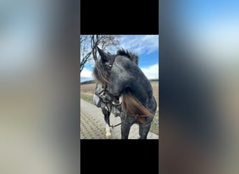 Tinker, Klacz, 4 lat, 152 cm, Siwa jabłkowita