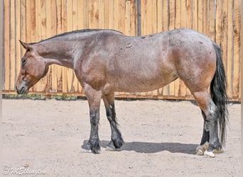 Tinker Mix, Klacz, 4 lat, Gniadodereszowata