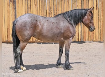 Tinker Mix, Klacz, 4 lat, Gniadodereszowata