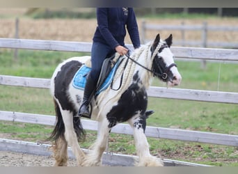 Tinker, Klacz, 5 lat, 127 cm, Srokata
