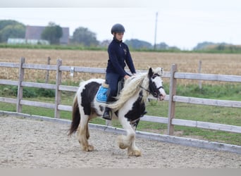 Tinker, Klacz, 5 lat, 127 cm, Srokata