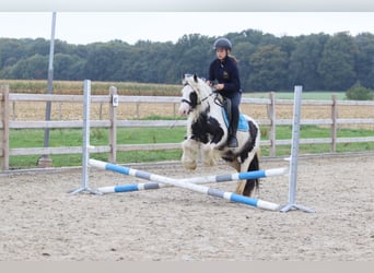 Tinker, Klacz, 5 lat, 127 cm, Srokata