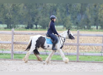 Tinker, Klacz, 5 lat, 127 cm, Srokata