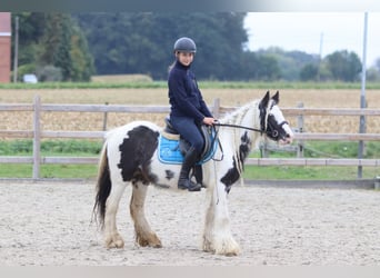 Tinker, Klacz, 5 lat, 127 cm, Srokata