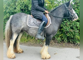 Tinker, Klacz, 5 lat, 132 cm, Karodereszowata