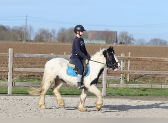 Tinker, Klacz, 5 lat, 133 cm, Srokata