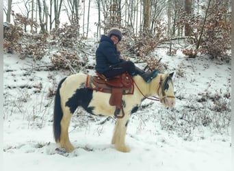 Tinker, Klacz, 5 lat, 135 cm