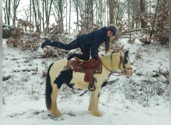 Tinker, Klacz, 5 lat, 135 cm, Srokata