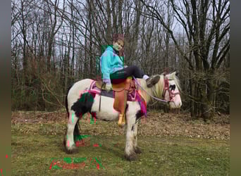 Tinker, Klacz, 5 lat, 135 cm, Srokata