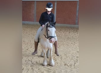 Tinker, Klacz, 5 lat, 138 cm, Srokata