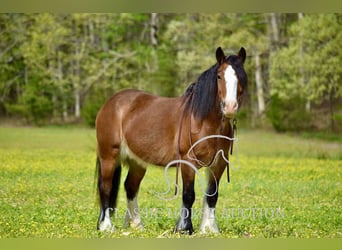 Tinker, Klacz, 5 lat, 142 cm, Gniada
