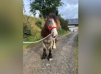 Tinker, Klacz, 5 lat, 142 cm, Jelenia