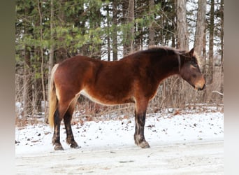 Tinker, Klacz, 5 lat, 147 cm, Gniada