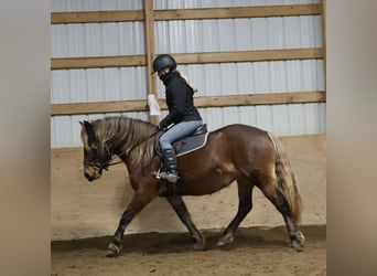 Tinker, Klacz, 5 lat, 147 cm, Gniada