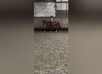 Tinker, Klacz, 5 lat, 155 cm, Kasztanowata