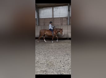 Tinker, Klacz, 5 lat, 155 cm, Kasztanowata