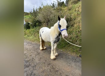 Tinker Mix, Klacz, 6 lat, 121 cm, Srokata