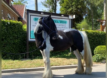 Tinker, Klacz, 6 lat, 130 cm, Srokata