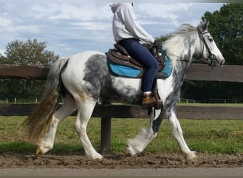 Tinker, Klacz, 6 lat, 135 cm, Srokata