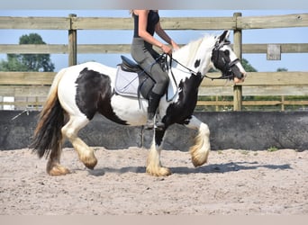 Tinker, Klacz, 6 lat, 136 cm, Srokata