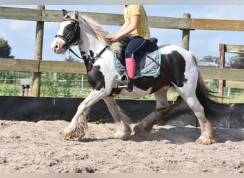Tinker, Klacz, 6 lat, 136 cm, Srokata