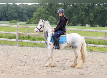 Tinker, Klacz, 7 lat, 124 cm, Karodereszowata