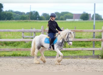 Tinker, Klacz, 7 lat, 124 cm, Karodereszowata