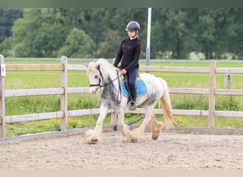 Tinker, Klacz, 7 lat, 124 cm, Karodereszowata
