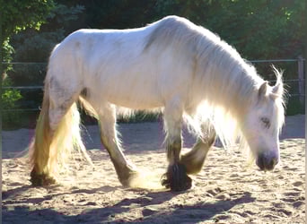 Tinker, Klacz, 7 lat, 130 cm, Siwa