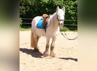 Tinker, Klacz, 7 lat, 130 cm, Siwa