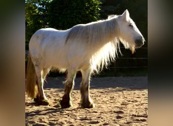 Tinker, Klacz, 7 lat, 130 cm, Siwa